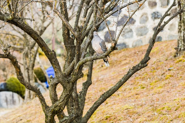 Pigeon sitting on a branch in a tree with a stone wall in the background