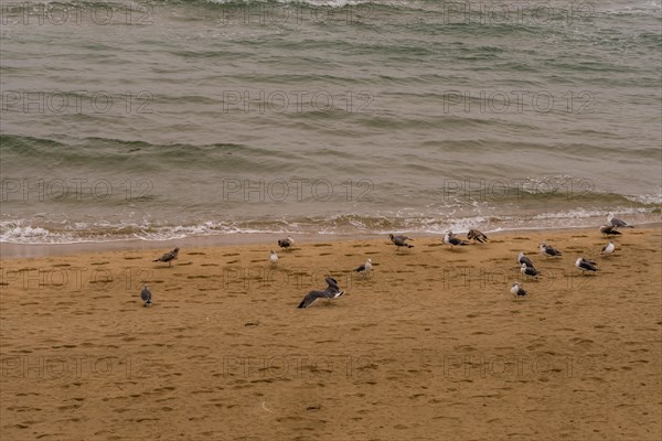 Flock of seagulls gathered on sandy beach next to water's edge