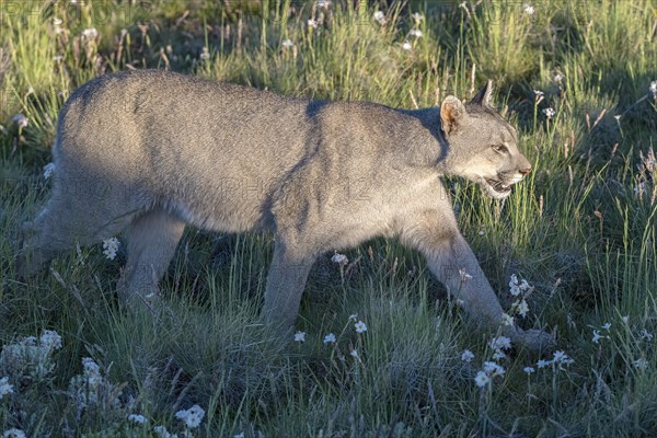 Cougar (Cougar concolor), silver lion, mountain lion, cougar, panther, small cat, Torres del Paine National Park, Patagonia, end of the world, Chile, South America