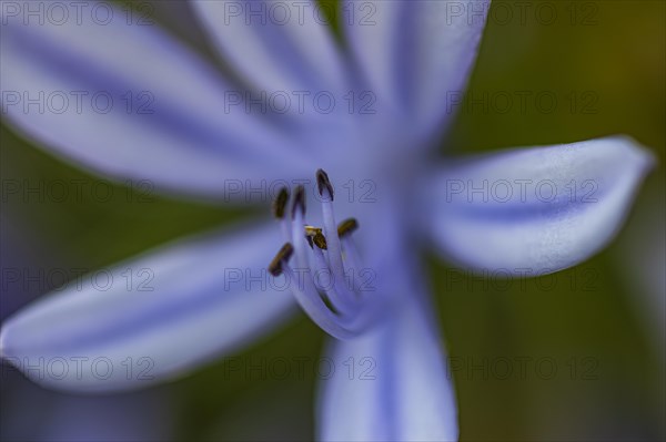 Blue flower of an ornamental lily (Agapanthus), Capolieveri, Elba, Tuscan Archipelago, Tuscany, Italy, Europe