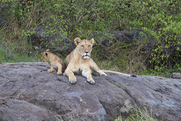 Lion (Panthera leo) Masai Mara Kenya