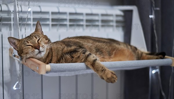 Image of a purebred Bengal cat lying on a hammock attached to a heater. Pet care concept. Mixed media