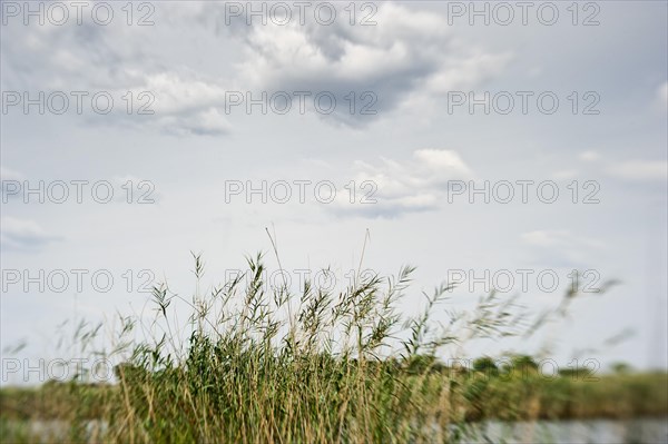 Grasses at the Kwando River in BwaBwata National Park, nature, puristic, blurred, movement, river landscape, sky, clouds, pale, journey, Namibia, Africa