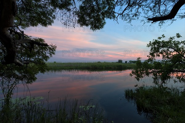 Riverbank in the evening sun in the Okavango Delta on the Kwando River in BwaBwata National Park, nature, landscape, river landscape, evening sun, evening, Namibia, Africa