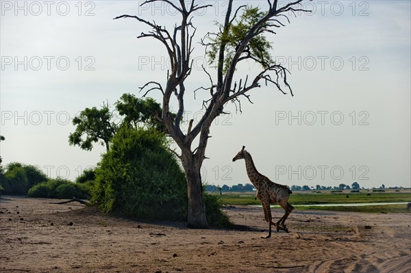 Angolan giraffe (Giraffa angolensis), running, running, running, animal, ungulate, travel, destination, safari, tree, dry, climate, wilderness, Chobe National Park, Botswana, Africa