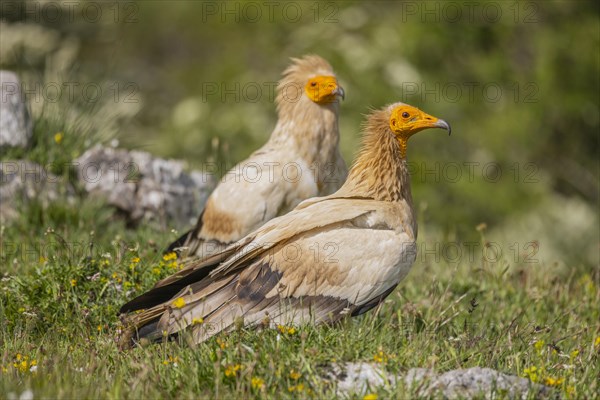 2 Egyptian Vulture (Neophron percnopterus), Castilla y Leon province, Picos de Europa, Spain, Europe