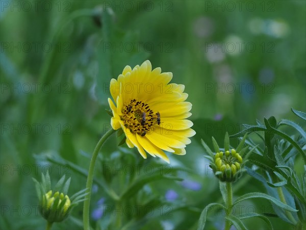 Insects fetching nectar from flower