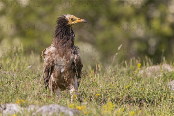 Juvenile Egyptian Vulture (Neophron percnopterus), Castilla y Leon province, Picos de Europa, Spain, Europe