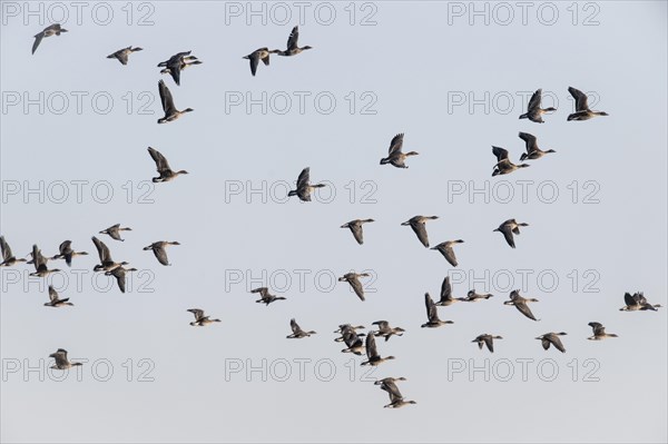 Bean geese (Anser fabalis), flying, Emsland, Lower Saxony, Germany, Europe