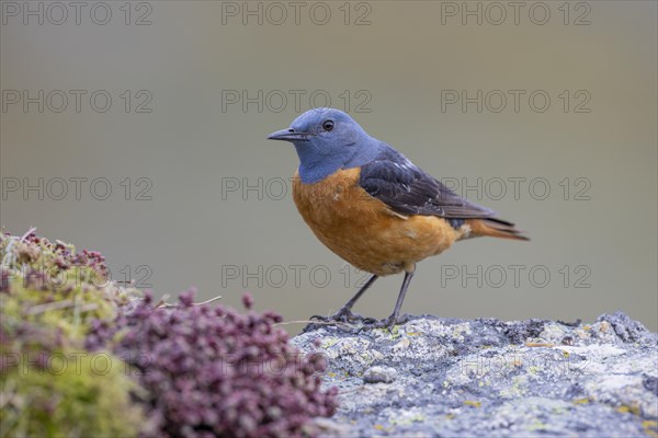 Common rock thrush (Monticola saxatilis), male, Castile-Leon province, Picos de Europa, Spain, Europe