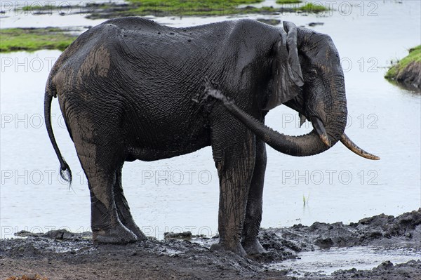 African elephant (Loxodonta africana), mammal, wild, free-living, wilderness, safari, ivory, water, wash, Chobe National Park, Botswana, Africa