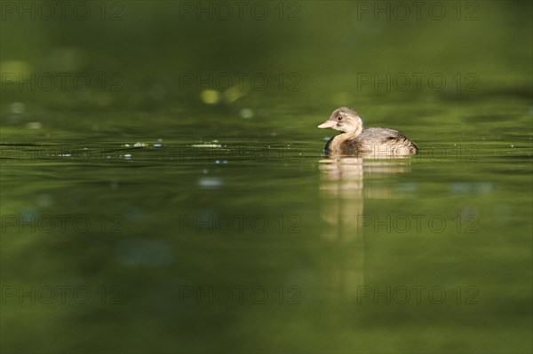 Little grebe (Tachybaptus ruficollis) swimming on a lake, Bavaria, Germany, Europe