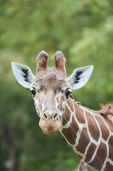 Reticulated giraffe (Giraffa camelopardalis reticulata), portrait, captive, Germany, Europe