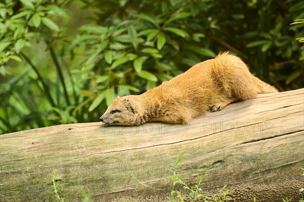 Ethiopian dwarf mongoose (Helogale hirtula), lying on a tree trunk, Bavaria, Germany, Europe