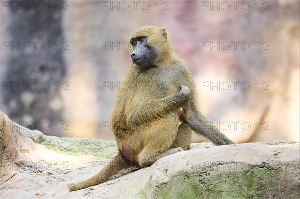 Guinea baboon (Papio papio) sitting on a rock, Bavaria, Germany Europe