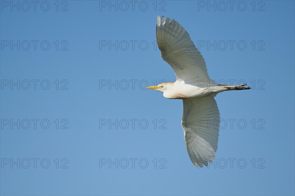 Cattle egret (Bubulcus ibis) flying in the sky, Parc Naturel Regional de Camargue, France, Europe