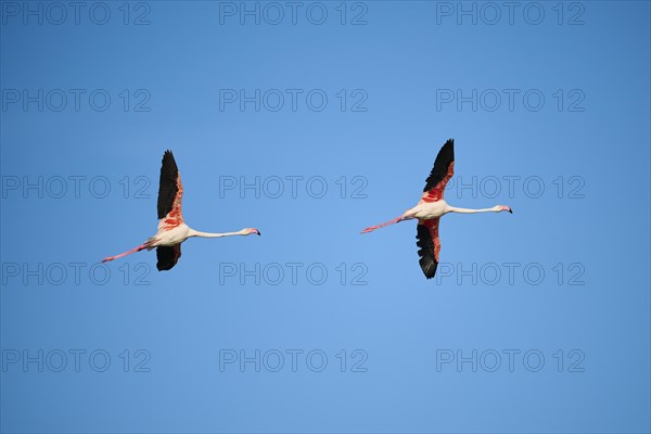 Greater Flamingos (Phoenicopterus roseus) flying in the sky, Parc Naturel Regional de Camargue, France, Europe