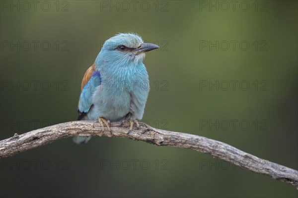 European Roller (Coracias garrulus), on branch, Castilla-La Mancha, Spain, Europe