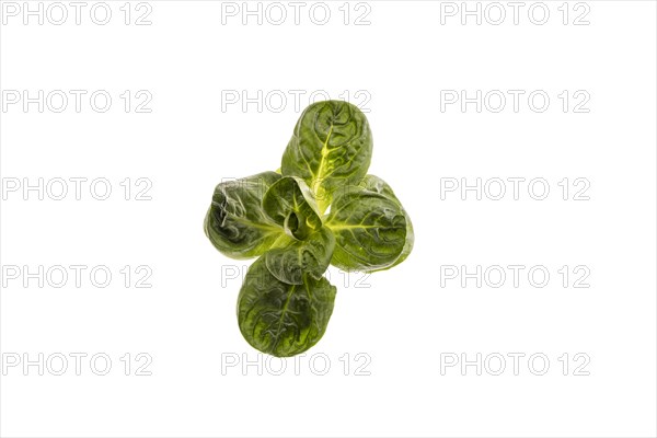 Field salad, studio shots on a white background