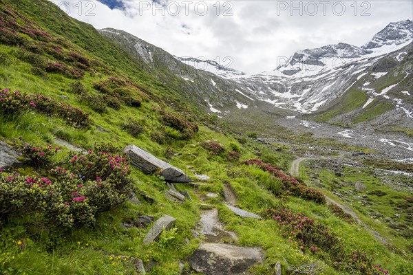 Hiking trail between blooming alpine roses, view of the Schlegeisgrund valley, glaciated mountain peaks Hoher Weiszint and Dosso Largo with Schlegeiskees glacier, Berliner Hoehenweg, Zillertal, Tyrol, Austria, Europe