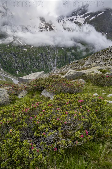Cloudy mountain landscape with blooming alpine roses, view of rocky and glaciated mountains, Furtschaglhaus, Berliner Hoehenweg, Zillertal, Tyrol, Austria, Europe