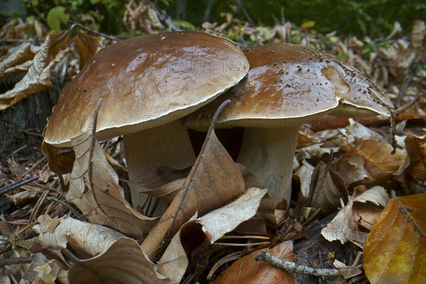 King boletes (Boletus edulis), Hesse, Germany, Europe