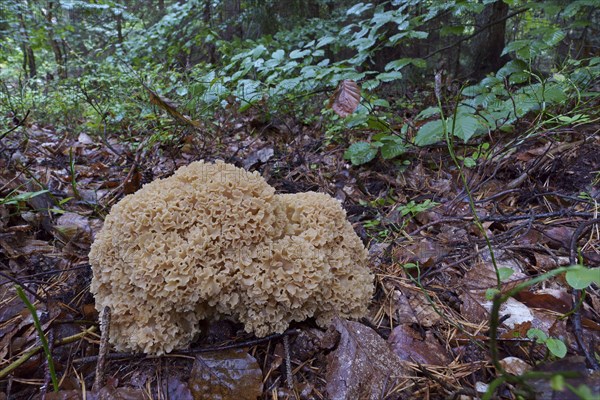 Wood cauliflower fungus (Wood Cauliflower crispa), Hesse, Germany, Europe