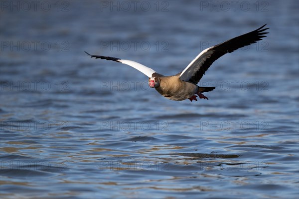 A Egyptian goose flying over a lake, Lake Kemnader, Ruhr area, North Rhine-Westphalia, Germany, Europe