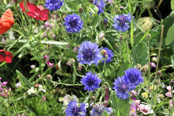 Colourful flower meadow, Schwaebisch Gmuend, Baden-Wuerttemberg, Germany, Europe