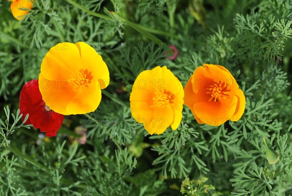 Mallows (Malva), yellow marguerites (Leucanthemum), poppy flowers (Papaver rhoeas), Baden-Wuerttemberg, Germany, Europe