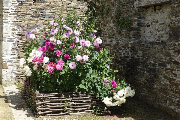 Flower arrangement in a flower bed in front of an old stone wall, Pleyben, Finistere Penn-ar-Bed department, Bretagne Breizh region, France, Europe