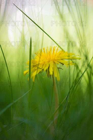 A single yellow dandelion between blades of grass, common dandelion (Taraxacum sect. Ruderalia) in a meadow, blurred background with sunspot, bokeh, Lueneburg Heath, Lower Saxony, Germany, Europe