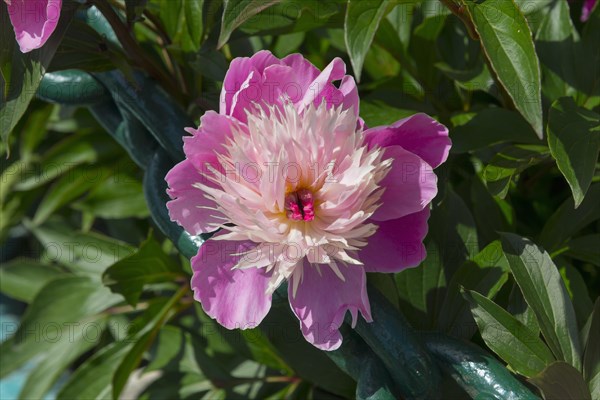 Close-up of a blooming pink peony with green leaves in the sunlight, Bowl of Beauty with double flowers, peony (Paeonia lactiflora), Bulgaria, Europe
