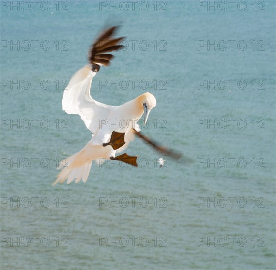 A northern gannet (Morus bassanus) (synonym: Sula bassana) in flight over the blue-green sea, landing approach with partially spread wings and outstretched, spread feet, visible webbed feet, rowing braking flight, northern gannet colony Lummenfelsen, Helgoland, North Sea, Schleswig-Holstein, Germany, Europe