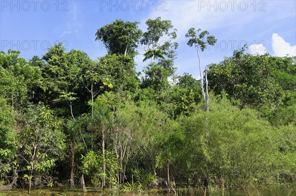 Flooded forest on the Abacaxis river, an Amazon tributary, Amazonas state, Brazil, South America