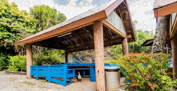 Black and white goose standing under picnic pavilion at a park in Guam