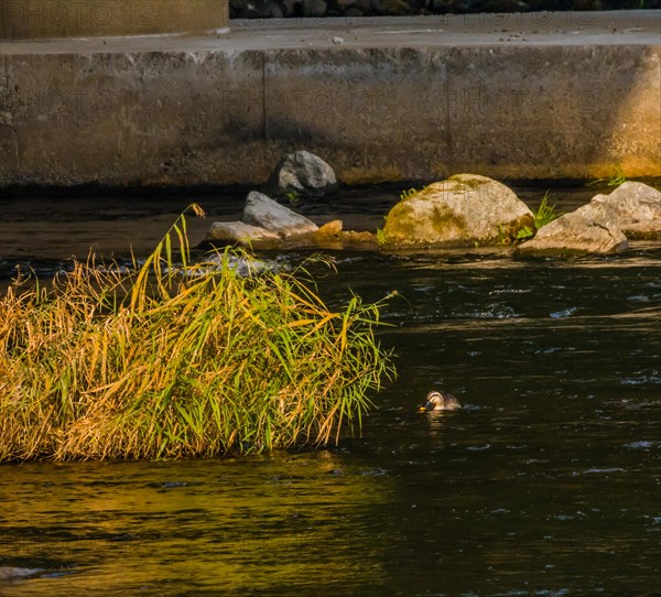 Spot-billed duck next to a green bush in a flowing river near a bridge pylon