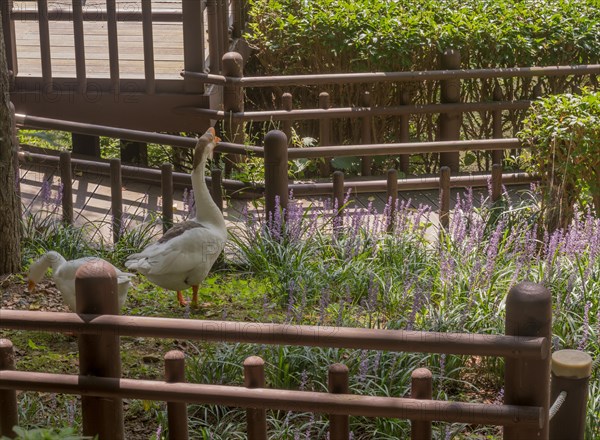 Goose and gander together in garden of lilac flowers in public park