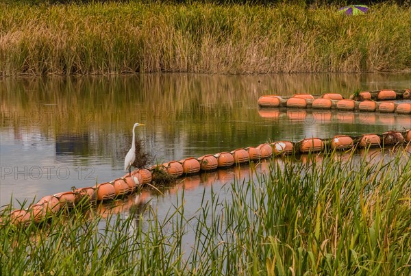 White egret standing on orange float in river with tall reeds on the riverbank and a green and maroon umbrella protruding from the reeds