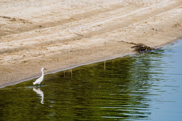 Snowy Egret hunting for food in shallow water near the shore of a lake