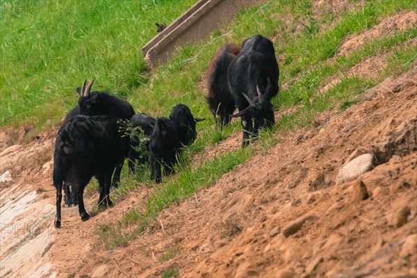 Small herd of black goats grazing on the side of a rocky hill