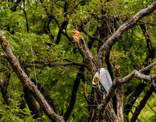 Gray heron perched on a tree branch with green foliage in the background