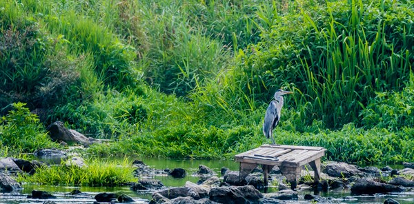 Little blue heron perched on a wooden platform in a shallow river filled with large stones with lush green foliage in the background