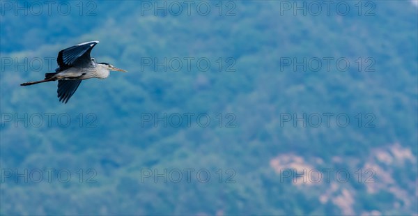 Gray heron flying in the sky with soft blurred background
