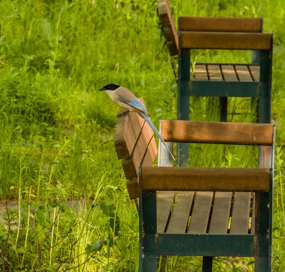 Azure-winged magpie perched on back of park bench in pubic park with lush green grass blurred in background
