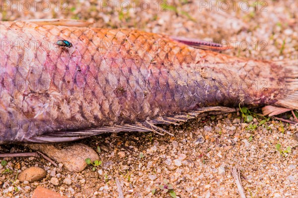 Closeup of fly feasting on the carcass of dead fish laying on the ground next to a black fishing net