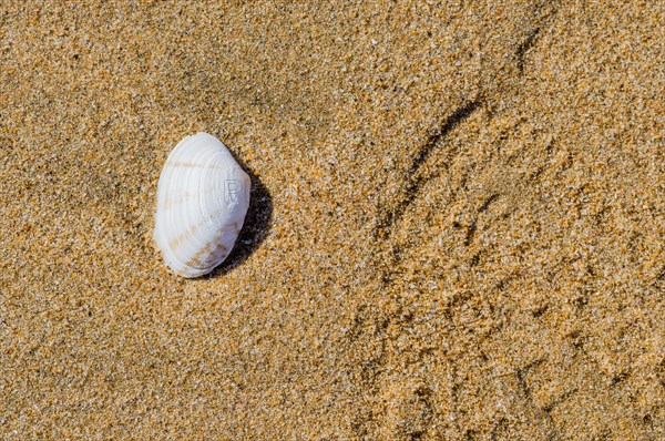Single seashell laying in the sand on a beach
