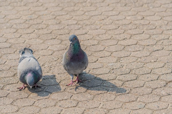 Close up of two pigeons looking for food on on the concrete ground of a park in Seoul, South Korea, Asia