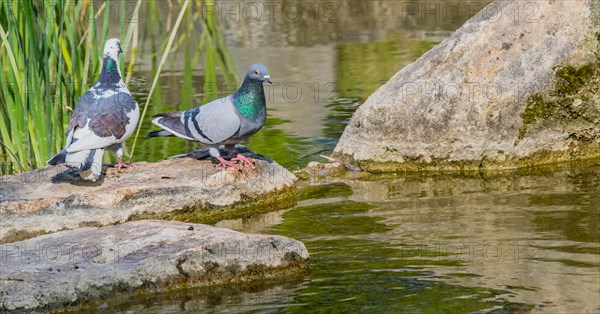 Two beautiful rock pigeon standing on large boulder next to a small pond