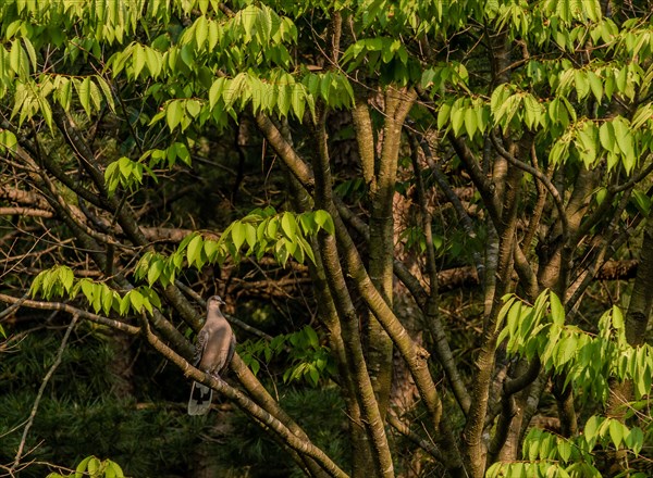 Turtle Dove sitting on a tree branch with lush green leaves